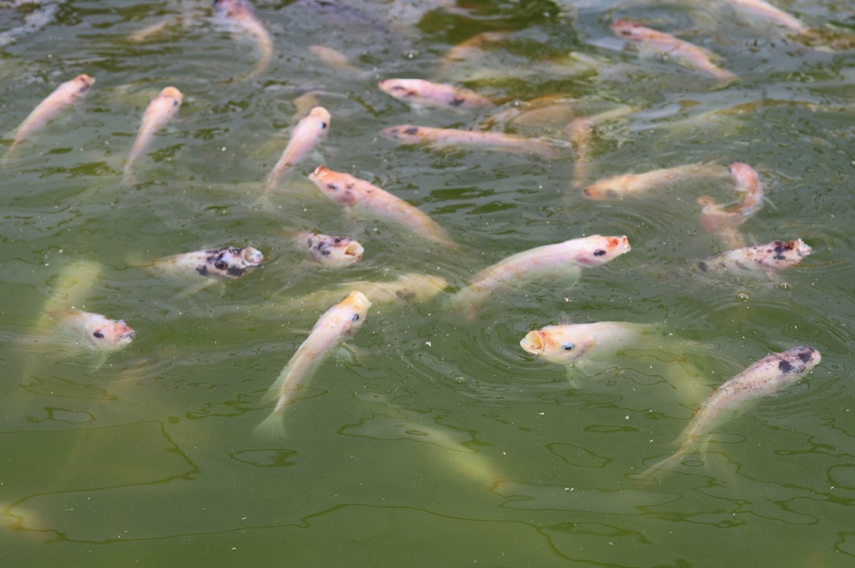 Artwork titled fish in the desert
