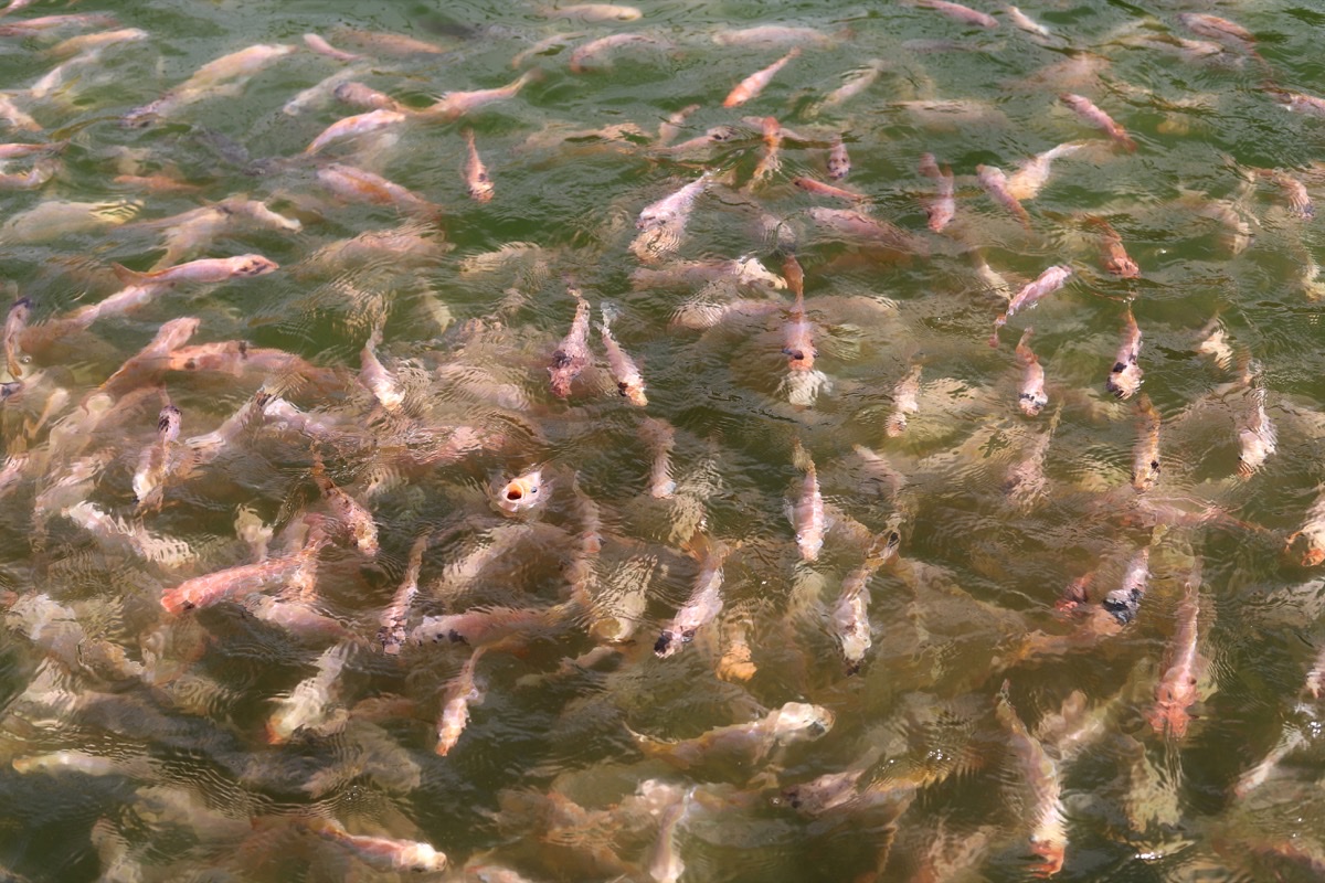 Artwork titled fish in the desert