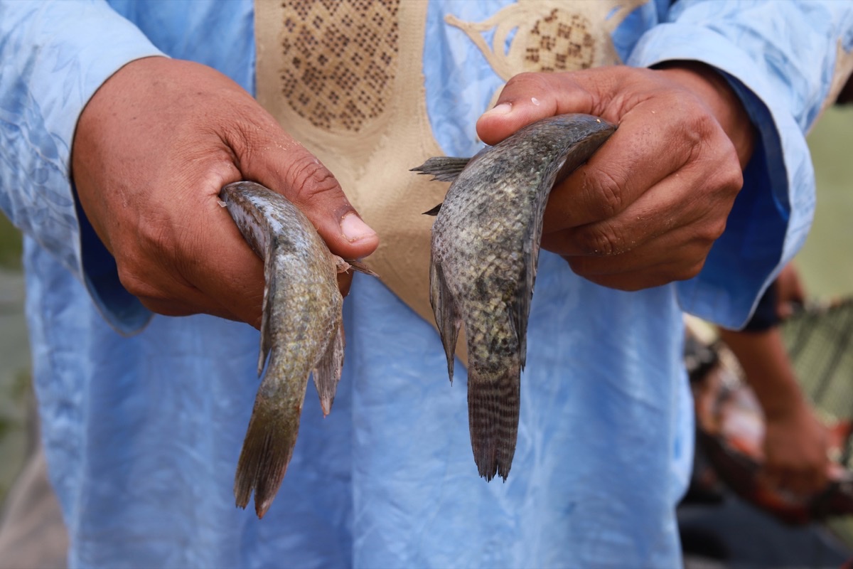 Artwork titled fish in the desert